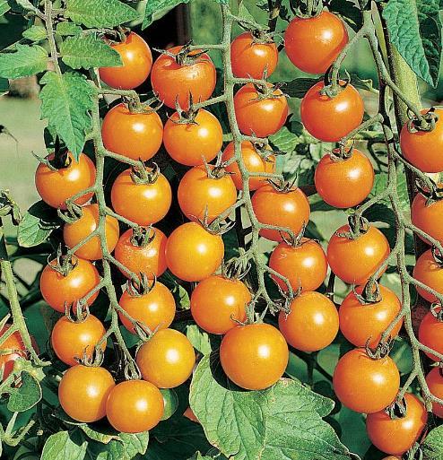 Rajče Sungold Vzrůst: Vysoký Ranost: Rané Rezistence: verticillium, fusarium,