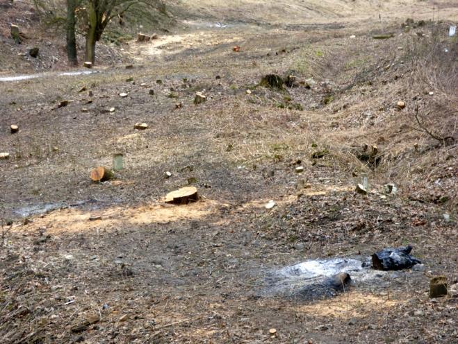 3114978E) se na KŽP obrátili občané, bydlící u železniční trati na Českolipské ulici s tím, že bylo provedeno vykácení pouze úzkého pásu bezprostředně u vrcholu zdi a zbytek byl ponechán v původním