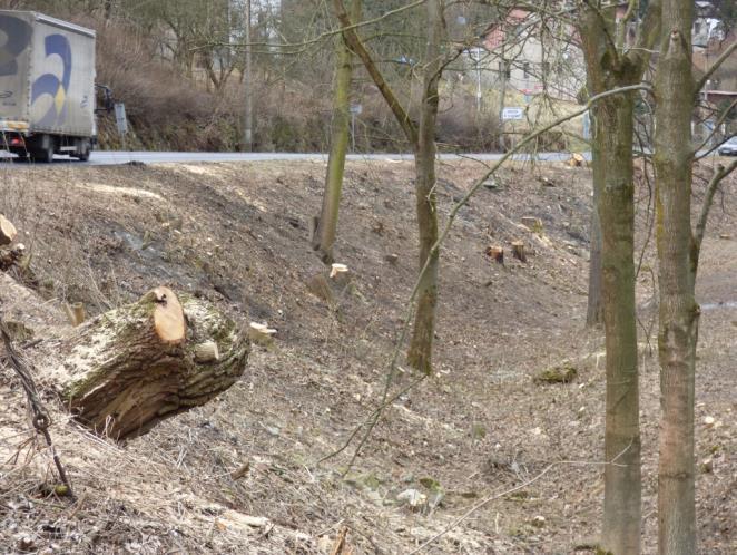 KŽP doporučuje, aby odbor VaŽP záležitost projednal s ČD s tím, aby byla provedena probírka v horní části pozemku a aby byly ponechány pouze vybrané výhony k dalšímu růstu (v dostatečné vzdálenosti