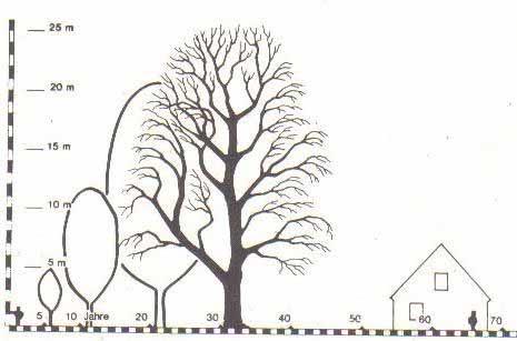 Obr. 4.6. Závislost výšky a profilu stromu na jeho stáří topol černý Obr. 4.7.