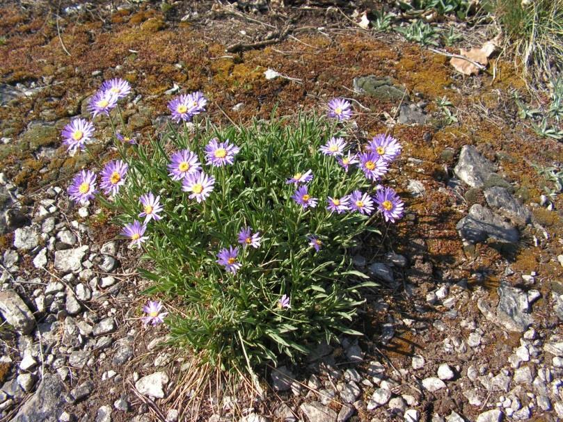 3 Hvězdnice alpská (Aster