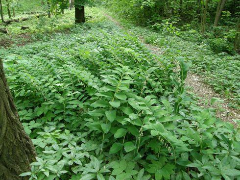 6 Kokořík vonný (Polygonatum doratum)