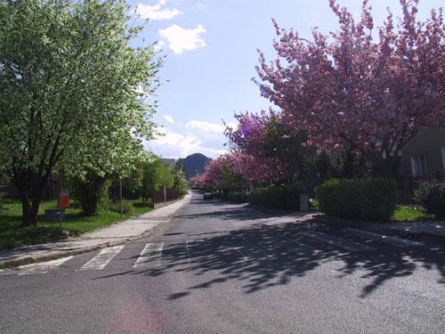 Alej třešně pilovité (Prunus