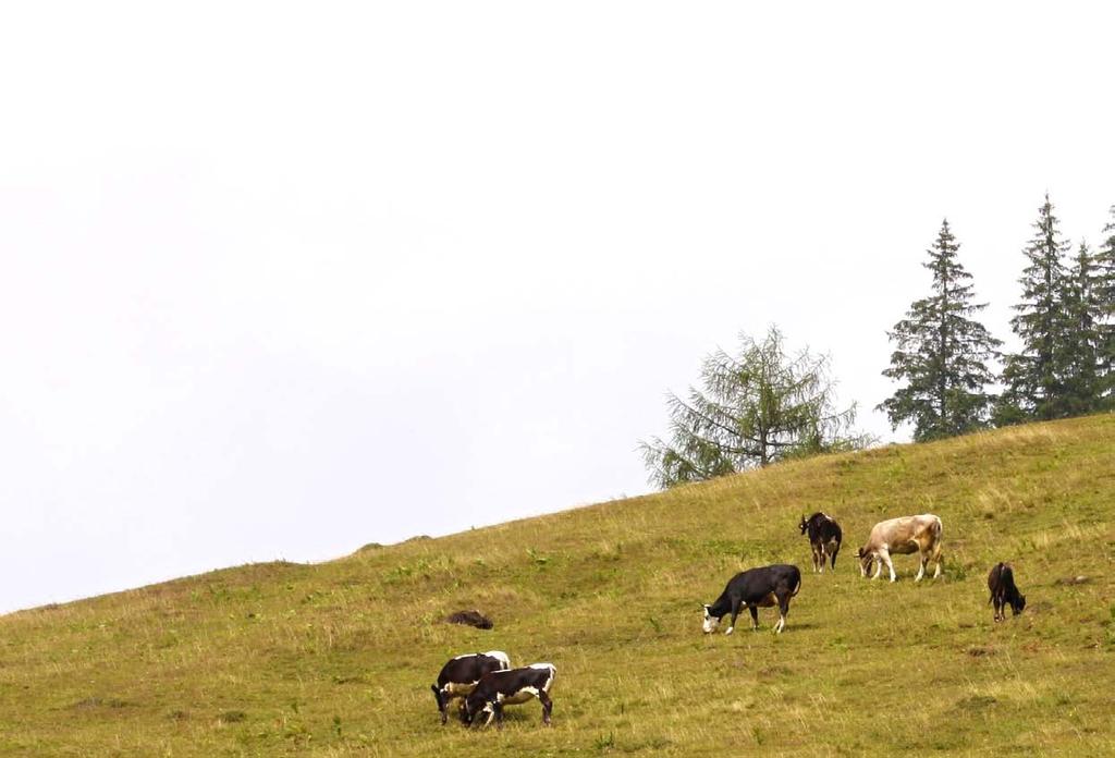 Moldávie, země vína a ovoce Moldávie je řazena mezi nejchudší státy Evropy, ovšem potenciál zemědělství je velmi vysoký. Úroveň sadovnictví a vinařství patří bezesporu mezi lepší v Evropě.