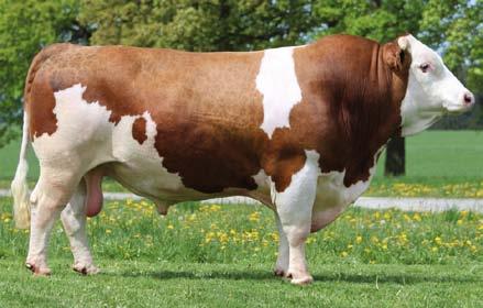 RS Jim Beam MOR-216 CZ 724040061 PROAGRO Rad. Svratka, a.s. *24.04.2010 C100 Manitoba MOR-163 DE0936487481 Malefiz DE 915079575 CZ 216472961 WATERBERG HG-212 DE 932739095 Max.: 2 / 11898 3.59 427 3.