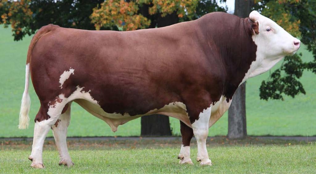 více jak 1200 kg mléka drží i výborné složky. Z exteriéru je potřeba vyzdvihnout zejména utváření končetin. Býk je vhodný na jalovice.