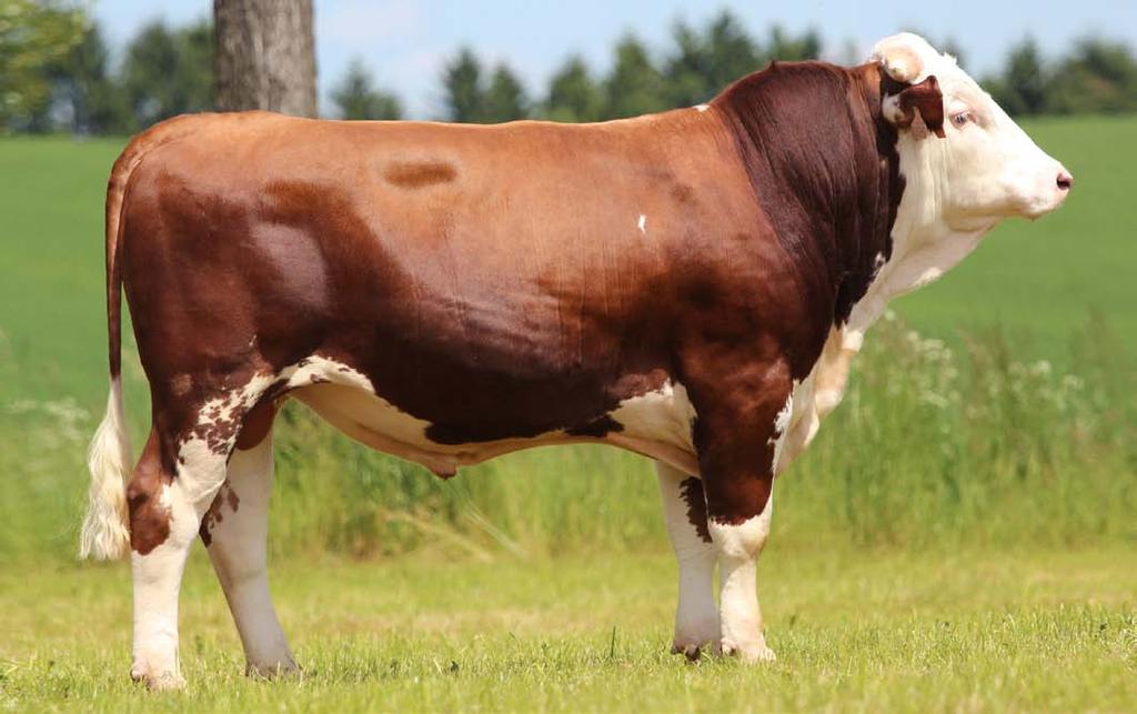 Lech HG-387 (Waldbrand x Golli) Lech je genomický býk s vynikající plodností a snadnými porody z prověření na vlastním