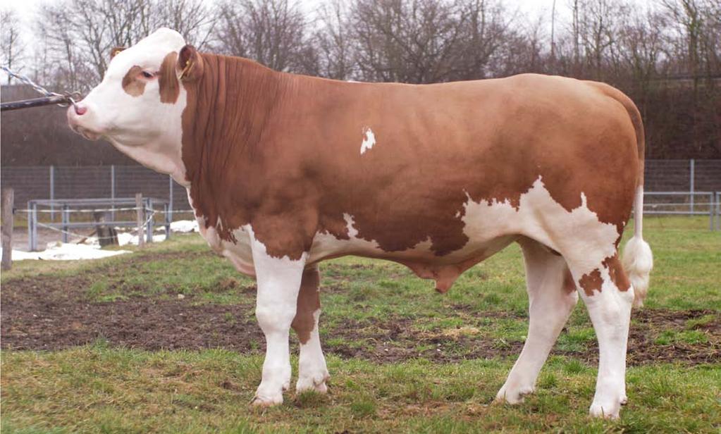 Mahango Pp MOR-240 (Mungo x Round Up) Mahango je heterozygotem pro bezrohost, tzn. že 50 % jeho potomstva bude bezrohé za předpokladu, že inseminované krávy jsou recesivně homozygotní.