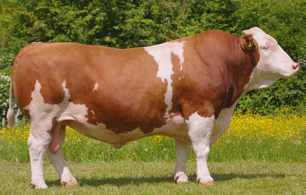 Saldana BD-097 (Salvator x Vodach) Saldana byl v našem hledáčku již delší dobu, jeho genomická hodnota pro milchwert 140 budila právem velká očekávání, která potvrdil i na dcerách.