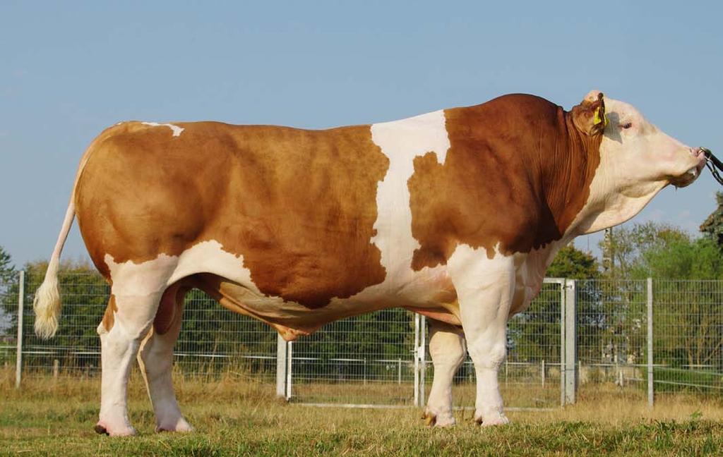 Walfried HG-411 (Wal x Malfiz) Walfried je ve všech užitkových znacích výborný. Nejvíce však vyniká ve znacích fitness, kdy s celkovou hodnotou 134 patří ke špičce plemene.