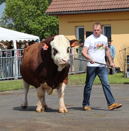 Walfried je po Reumutovi RAD-462, jehož dávky dlouhodobě nejsou k dispozici, nejvýše postavený býk v nabídce Bayern-Genetik.