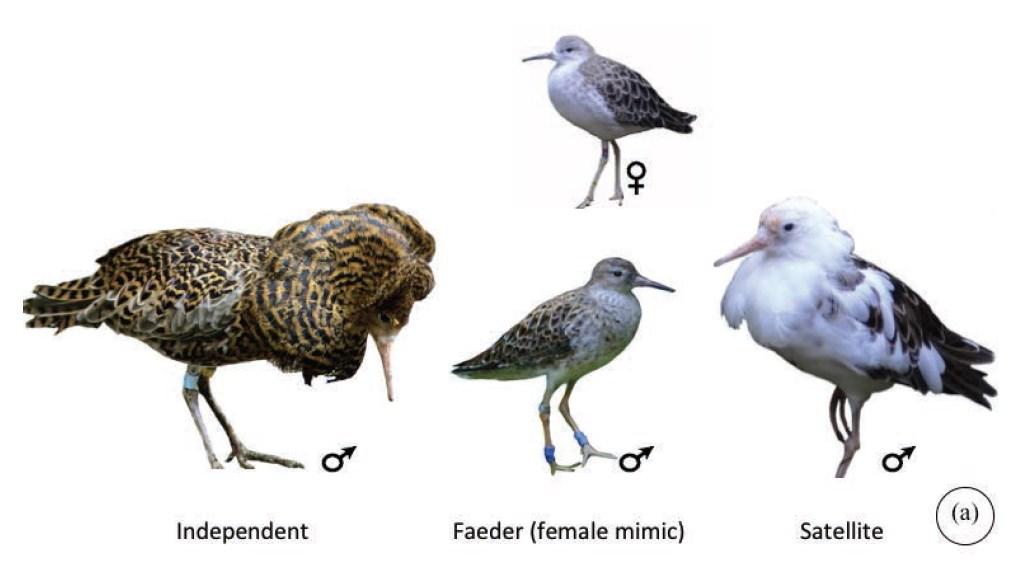 Referát A supergene determines highly divergent male reproductive morphs