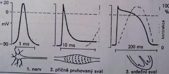Sled dějů při svalové kontrakci Akční