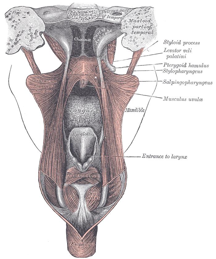 Hltan