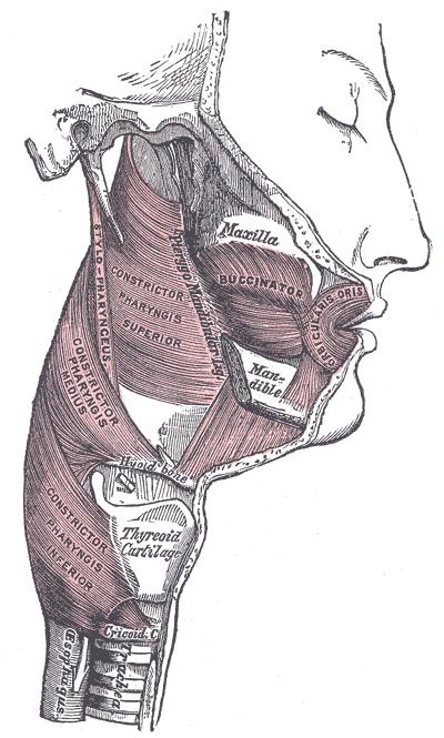 Hltan PHARYNX 5 Boční pohled na
