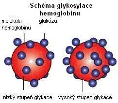 Glykovaný hemoglobin (HbA 1c )