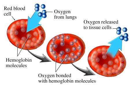 Hemoglobin Složená bílkovina hemoprotein: bílkovina globin hem Illustration