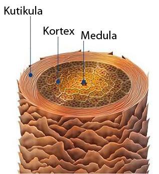 Pigmentace Ztráta osrstění v průběhu evoluce roduvlasů Homo, patrně kvůli pocení změna systému termoregulace 90% obyvatel Země má tmavé vlasy Barvu vlasů ovlivňuje: věk,