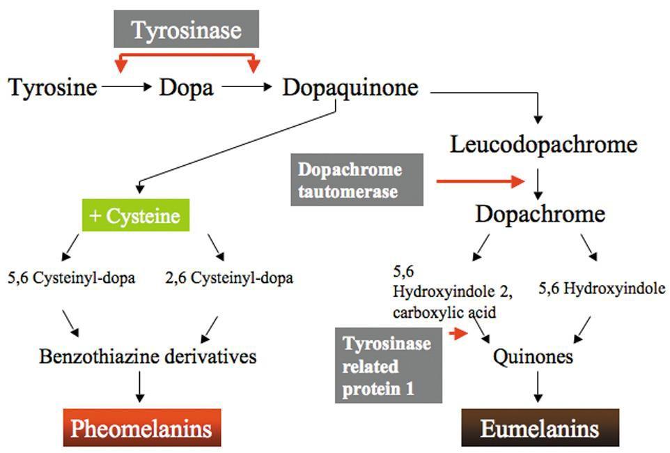 Melanogene ze Melanogeneze je proces při kterém jsou produkovány pigmenty - melaniny. Oba typy melaninu jsou syntetizovány z aminokyseliny tyrozinu v biosyntetické dráze závislé na tyrozináze.
