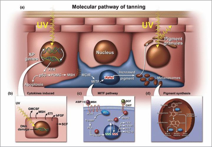 Pigmentace v pokožce Barvu kůže určuje melanin, karoten a hemoglobin. Karoten, který získáváme například z mrkve je oranžové barvivo, ukládající se v povrchové vrstvě zvané epidermis.