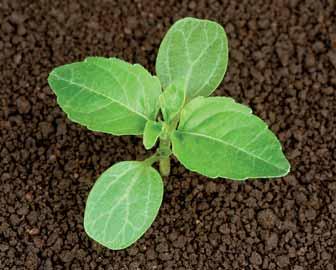 Bažanka roční Mercurialis annua L. Popis a diagnostika Bažanka roční je jednoletý pozdní jarní plevel, patřící do čeledi pryšcovitých (Euphorbiaceae). V půdě vytváří poměrně mělký větvený kořen.