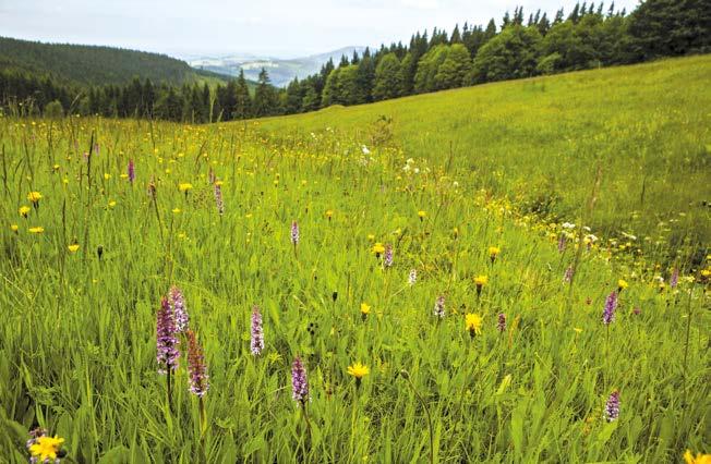 PODPORA LUČNÍCH A ŘÍČNÍCH BIOTOPŮ V EVL KRKONOŠE Podpora lučních a říčních biotopů v EVL Krkonoše: obnova smilkových trávníků a populací hořečku českého a vranky obecné (LIFE CORCONTICA) LIFE 11