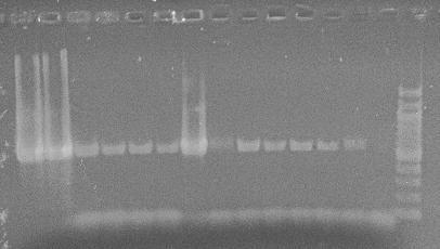 Pokračování Tabulky 16 PCR produktů specifických pro rod Clostridium Bakteriální kmen Intenzita PCR Běh Běh produktů (a) (b) (a) (b) C. tyrobutyricum DSM 2637 T 9 7 ++ + C.