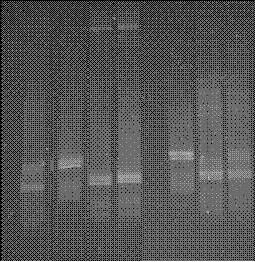 3.5. Denaturační gradientová gelová elektroforéza (DGGE) Obr. 5: Denaturační gradientová elektroforéza produktů PCR 1 2 3 4 5 6 7 8 T B Běh č. 1,8 Směs C. tyrobutyricum DSM 2637 a C.