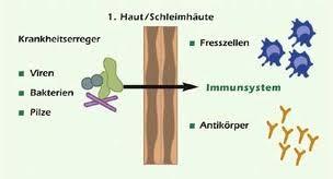 Specifická imunita Reakce humorálního a buněčného typu Humorální-lymphocyty B a protilátky na extracelulární bakterie