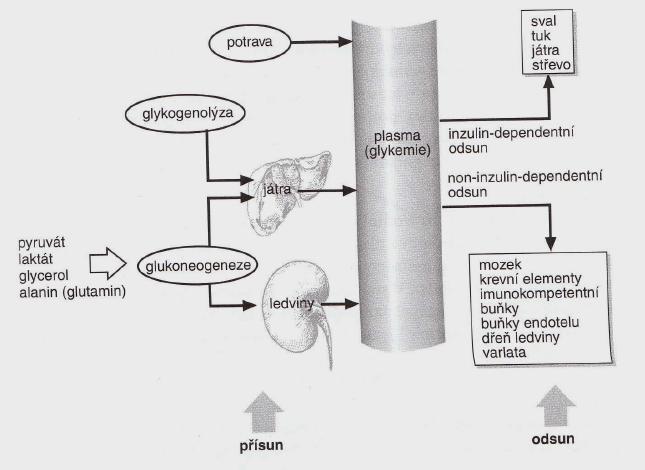 1 DIABETES MELLITUS 14 stimulovaných transportérů, rozdělujeme tkáně na inzulinu závislé (svalová a tuková tkáň, játra a střevo) a na inzulinu nezávislé (CNS, krevní elementy, imunokompetentní látky,