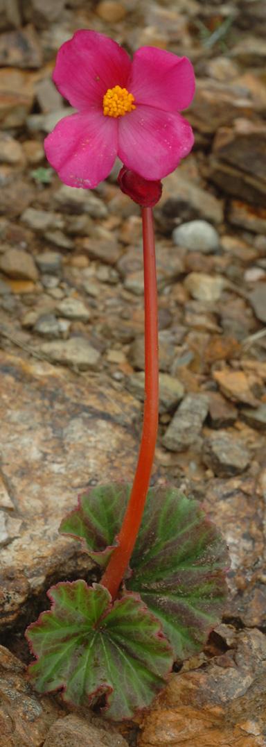 Begonia