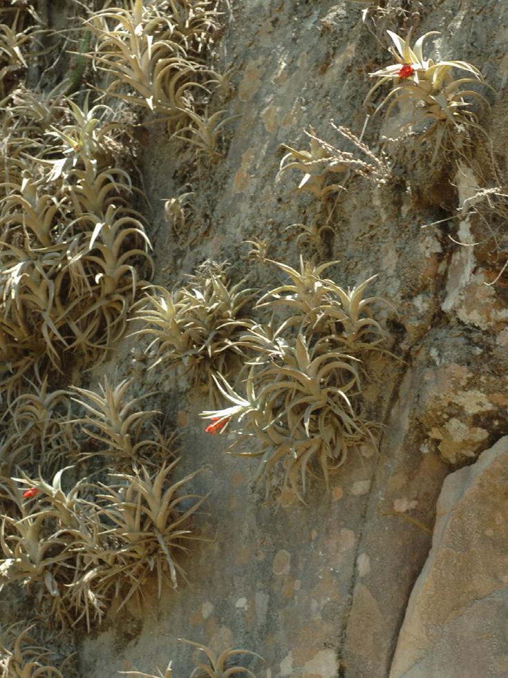 Tillandsia
