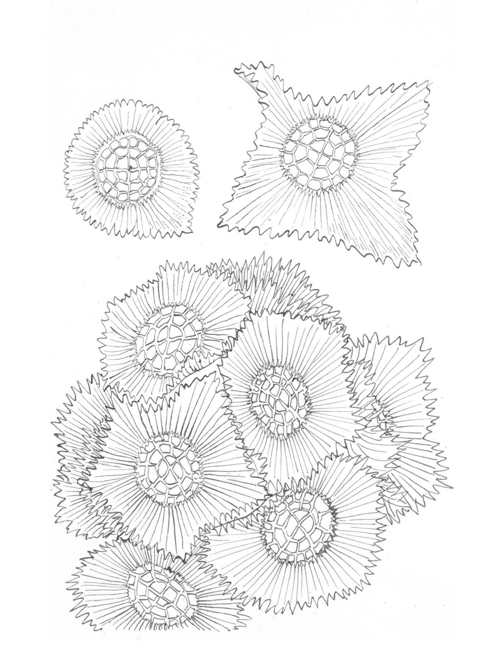 122 ACTA MUS. RICHNOV., SECT. NATUR. 14(4): 105 126, 2007 1 2 3 Tab. XI.