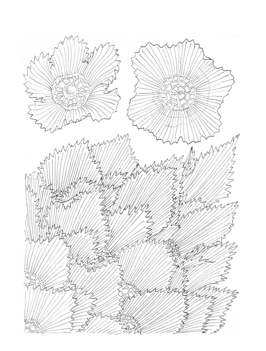 124 ACTA MUS. RICHNOV., SECT. NATUR. 14(4): 105 126, 2007 1 2 3 Tab. XIII.
