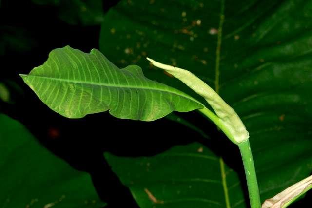 věku líc: sytě zelený listy