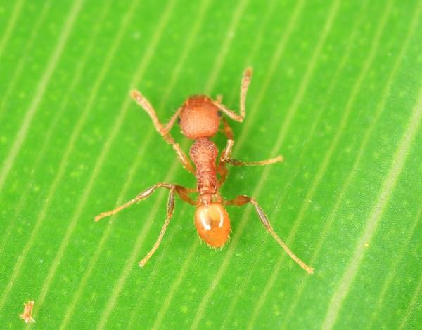 HAPLODIPLOIDNÍ URČENÍ POHLAVÍ Reprodukční systém mravence Wasmannia auropunctata samec