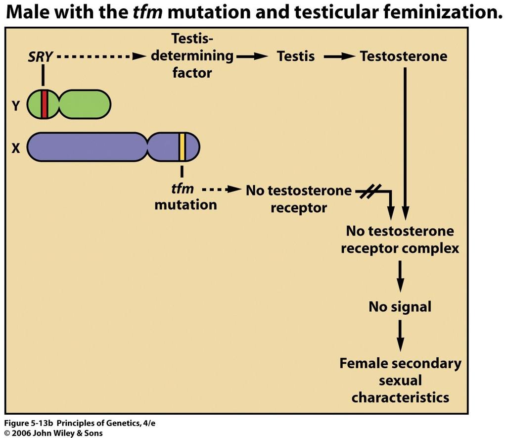 Poruchy určení pohlaví u savců Syndrom testikulární feminizace Absence receptoru pro testosteron