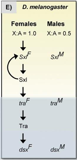 Molekulární mechanismy určení pohlaví u bezobratlých Drosofila Důležitý poměr počtu X chromosomů k autosomům Genotyp poměr X:A fenotyp 1X 2A 0,5 samec 2X 2A 1,0 samice 3X 4A 0,75 intersex