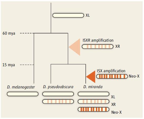 Kompenzace dávky genů u octomilky Zvýšená transkripce způsobená vazbou MSL (male-specific lethal) komplexu na