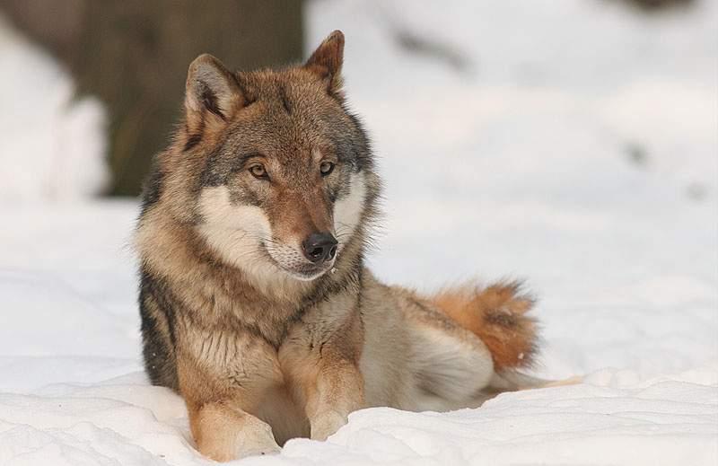 vlčí smečka dokáže za 24 hodin uběhnout až 70 kilometrů? Průměrně se však vzdálenost, kterou vlci za den v zimě urazí, pohybuje mezi 20 a 30 kilometry.
