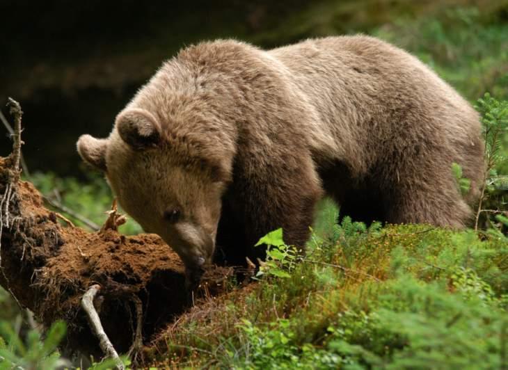 Nebezpečný může být divočák, bodnutí včely nebo uštknutí zmijí. Stejně tak se nám může stát osudným prudký sjezd na lyžích, uklouznutí na skále nebo pád stromu.