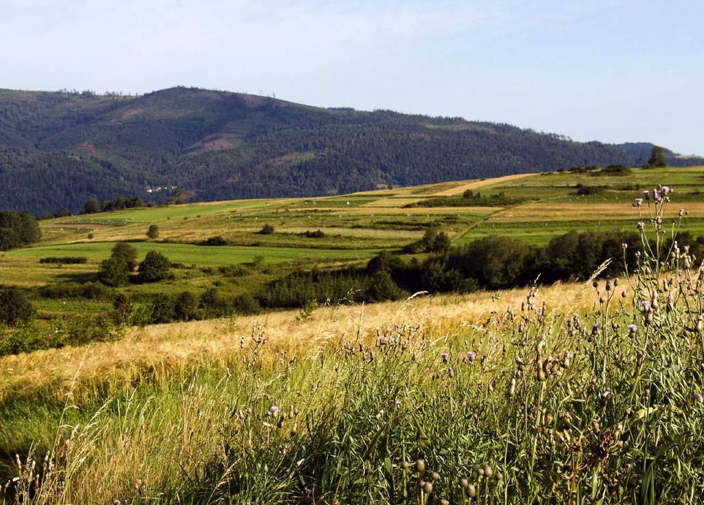 Tisíce vlků ve Španělsku či v Itálii, 1300 v Polsku a několik stovek v Německu to vše je důkazem toho, že vlci nevyžadují panenskou přírodu.