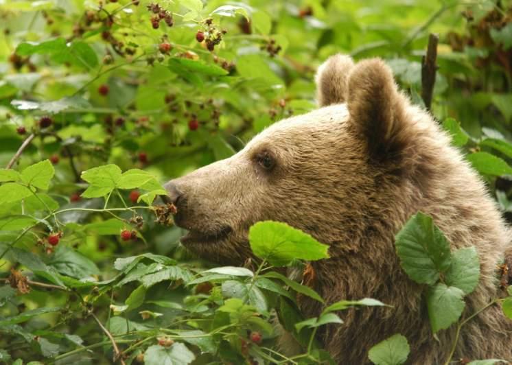 V současné době u nás neprobíhá (ani není plánováno) žádné umělé vysazování velkých šelem. Šelmy se šíří spontánně do oblastí, kde nalézají vhodné podmínky.