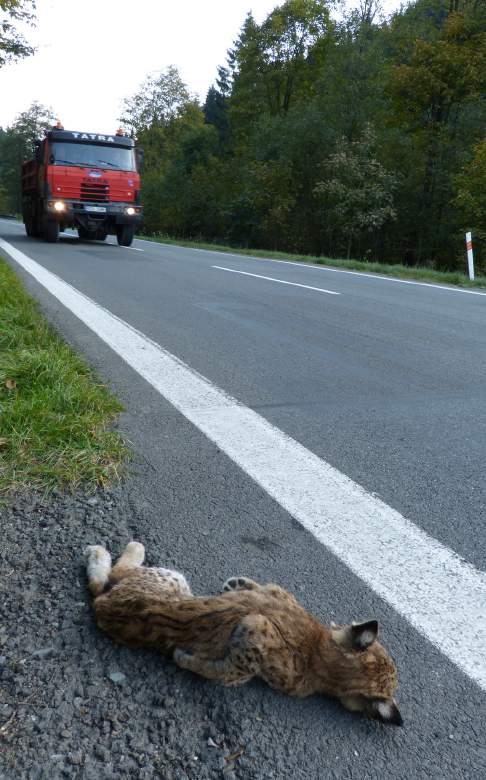 Nelegální lov je hlavní příčinou úbytku velkých šelem na našem území. Z Beskyd i Šumavy je známo několik případů rysů, které pravděpodobně zabili pytláci.