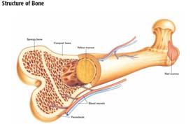 Biomechanické vlastnosti kosti jsou