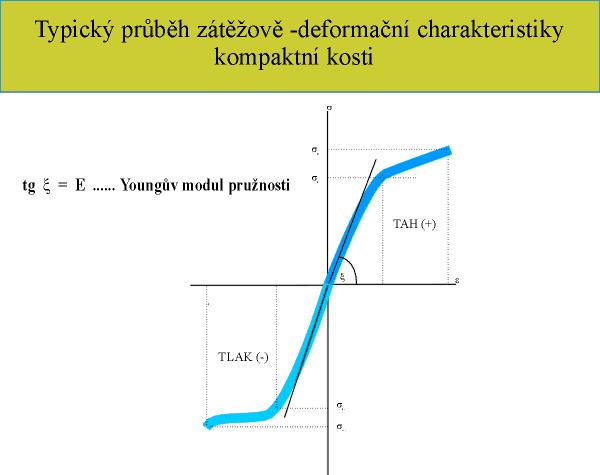 Mechanické vlastnosti spongiózní kostní tkáně Mechanické vlastnosti spongiózy nezávisí pouze na vlastní hustotě, ale také na prostorovém uspořádání a množství trabekul spongiózní kostní tkáně.