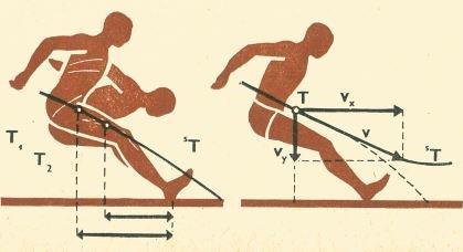 probíhajícímu pohybu. Podle těchto zákonitostí dosáhne skokan účinnějšího přenesení nohou před svislý průmět těžiště tehdy, jestliže je trup na začátku přednožení poněkud zakloněn.