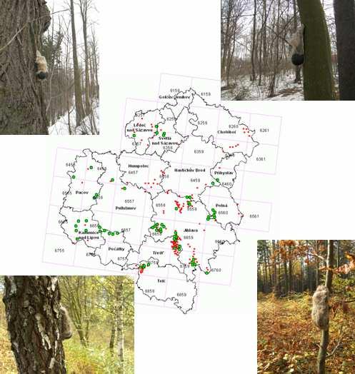 Pobočka České společnosti ornitologické na Vysočině Úvoz 23, 586 01