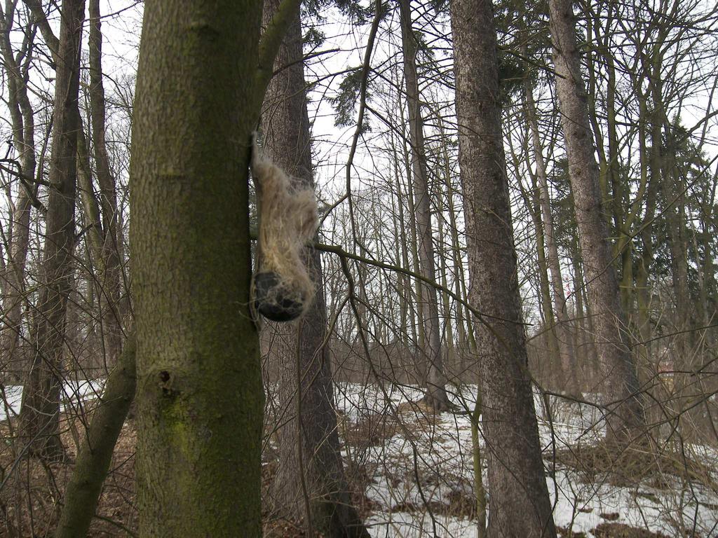 Zhodnocení přínosu projektu Projekt potvrdil vzrůstající početnost silně ohroženého sýce rousného na Českomoravské vrchovině.