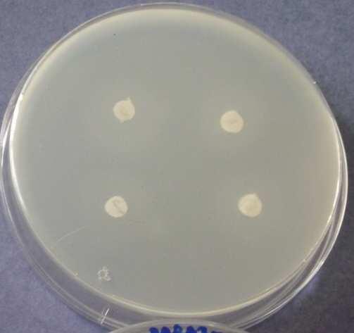 METHYLPARABEN - Bacillus